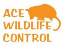 Avatar for Ace Wildlife Control - Home Facebook