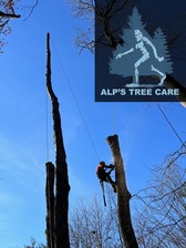 Avatar for Alp's Tree Care