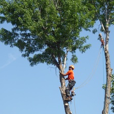 Climbers Choice Tree & Yard Care, LLC logo
