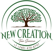 Avatar for New Creation Tree Service