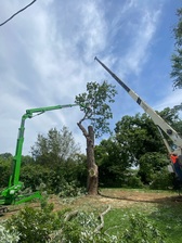 Logo for Dakota's Tree Experts