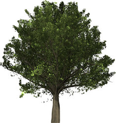 Mass Tree Removal logo