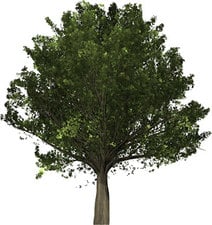 Mass Tree Removal logo