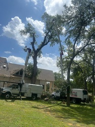 Javier's Tree Service logo