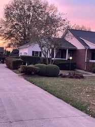 Lightning tree service and landscaping logo