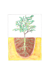 Logo for Natural Roots