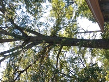 Avatar for Smith's Tree Service