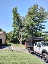 Logo for Mendez Tree Service