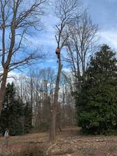 Logo for Walkers tree service