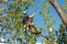 Avatar for Francisco V Tree Services
