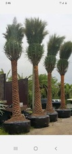 Avatar for Designer Landscaping