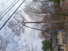 Clear Cut Tree Service logo