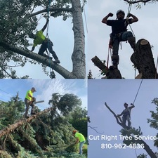 Cut Right Tree Service logo