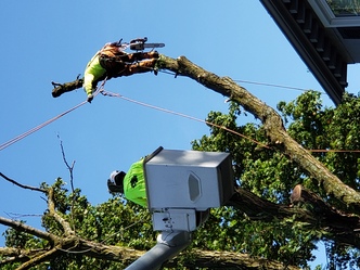 Family Tree Service logo