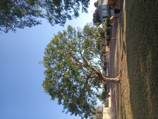 Avatar for 4 L tree care