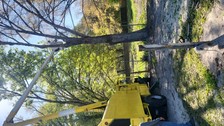 Avatar for Rey Tree Services, LLC