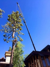 ArborMax Tree Service, Inc - Home  Facebook logo