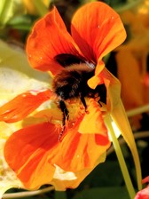 Avatar for Lori's Worker Bees Cleaning Services