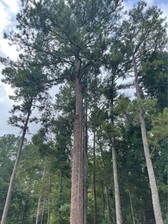 Avatar for Gomez Tree Service
