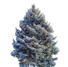 Avatar for Solid Spruce Handyman Services