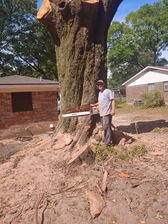 Logo for Clyde's Tree Service