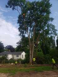 Godoy's Tree Service logo