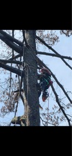 Avatar for Sizemore tree removal