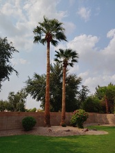 Kyle's Tree and Lawn Care, LLC logo