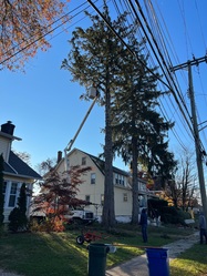 Lion Tree Service, Inc. logo