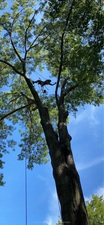 Logo for Tip Top Tree Removal, LLC