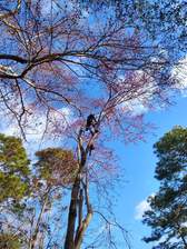Avatar for Melton Tree Service