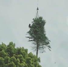 Logo for SM Tree Service