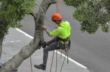 Avatar for Full Season Lawn & Landscape and Tree Sevice