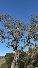 Avatar for Enriquez Tree Trimming and Landscaping