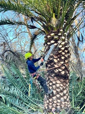Avatar for Enriquez Tree Trimming and Landscaping