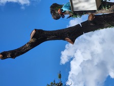 Logo for Seminole Tree Surgeons