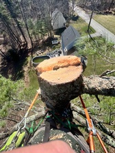 Logo for Wilder's Tree Service