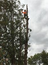 Avatar for Red's Tree Service - Home  Facebook