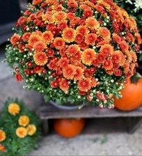 Avatar for Breckenridge Landscape Design & Lawn Care