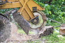 Logo for Advance Stump Removal