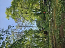 Avatar for All Above The Green Tree & Lawn Experts