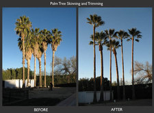Avatar for Tus amigos tree services