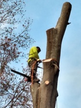 ML Landscaping & Tree Service LLC logo