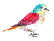 Sparrow Homes Northwest, LLC logo