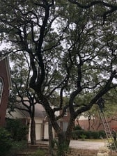 Gomez Landscaping/Tree Service Facebook logo