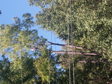 Avatar for Tall Wood Tree Experts