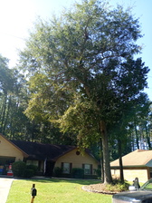Avatar for Mike B tree service