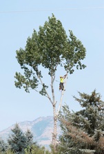 Logo for Edwards & Co Tree Service