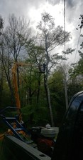 Avatar for 3 C's Professional Tree Removal