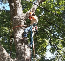 Logo for Da'Joneses Tree Removal Service, LLC
